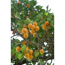 Абрикос Ананасний Цюрупинський | Абрикос Ананасовый Цюрупинский | Prunus armeniaca Ananasnyy Tsyurupynskyy