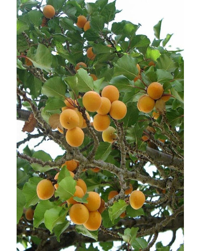 Абрикос Ананасний Цюрупинський | Абрикос Ананасовый Цюрупинский | Prunus armeniaca Ananasnyy Tsyurupynskyy