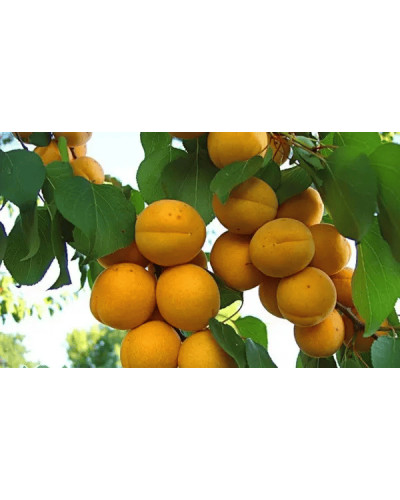Абрикос Ананасний Цюрупинський | Абрикос Ананасовый Цюрупинский | Prunus armeniaca Ananasnyy Tsyurupynskyy