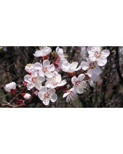 Абрикос Ананасний Цюрупинський | Абрикос Ананасовый Цюрупинский | Prunus armeniaca Ananasnyy Tsyurupynskyy