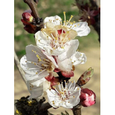 Абрикос Ананасний Цюрупинський | Абрикос Ананасовый Цюрупинский | Prunus armeniaca Ananasnyy Tsyurupynskyy