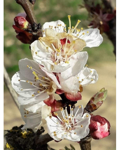 Абрикос Ананасний Цюрупинський | Абрикос Ананасовый Цюрупинский | Prunus armeniaca Ananasnyy Tsyurupynskyy