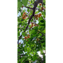 Абрикос Ананасний Цюрупинський | Абрикос Ананасовый Цюрупинский | Prunus armeniaca Ananasnyy Tsyurupynskyy