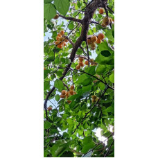 Абрикос Ананасний Цюрупинський | Абрикос Ананасовый Цюрупинский | Prunus armeniaca Ananasnyy Tsyurupynskyy