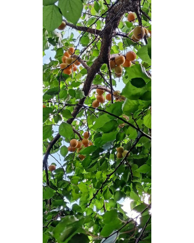 Абрикос Ананасний Цюрупинський | Абрикос Ананасовый Цюрупинский | Prunus armeniaca Ananasnyy Tsyurupynskyy