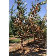 Абрикос Ананасний Цюрупинський | Абрикос Ананасовый Цюрупинский | Prunus armeniaca Ananasnyy Tsyurupynskyy