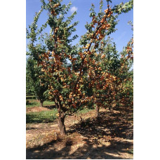 Абрикос Ананасний Цюрупинський | Абрикос Ананасовый Цюрупинский | Prunus armeniaca Ananasnyy Tsyurupynskyy