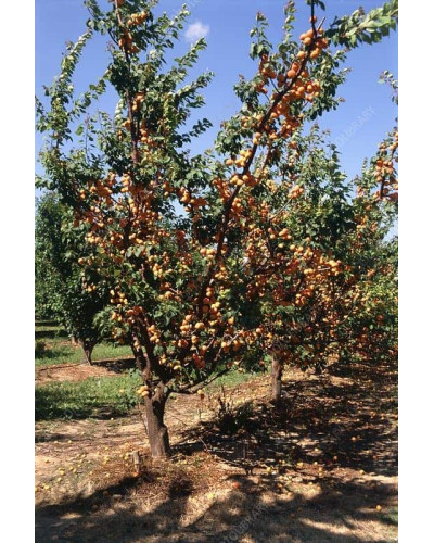 Абрикос Ананасний Цюрупинський | Абрикос Ананасовый Цюрупинский | Prunus armeniaca Ananasnyy Tsyurupynskyy
