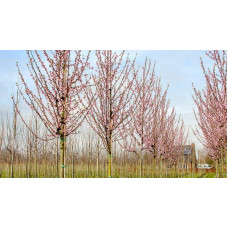 Абрикос Ананасний Цюрупинський | Абрикос Ананасовый Цюрупинский | Prunus armeniaca Ananasnyy Tsyurupynskyy