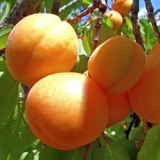Абрикос Ананасний Цюрупинський | Абрикос Ананасовый Цюрупинский | Prunus armeniaca Ananasnyy Tsyurupynskyy