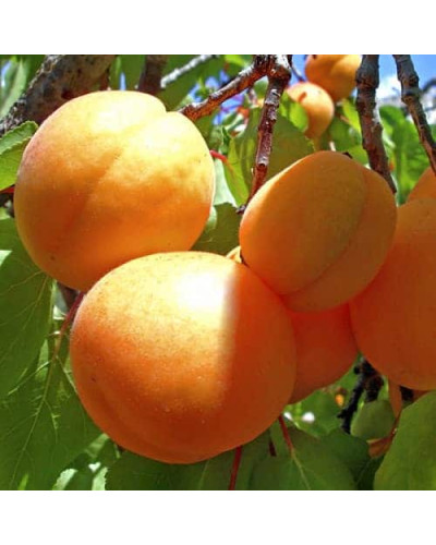 Абрикос Ананасний Цюрупинський | Абрикос Ананасовый Цюрупинский | Prunus armeniaca Ananasnyy Tsyurupynskyy