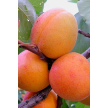 Абрикос Мелітопольський ранній | Абрикос Мелитопольский ранний | Prunus armeniaca Melitopolskiy ranniy