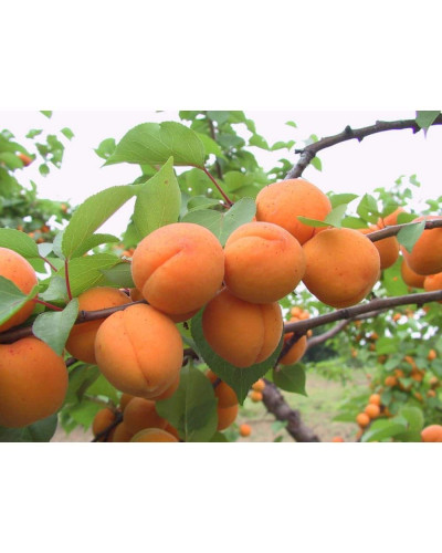 Абрикос Мелітопольський ранній | Абрикос Мелитопольский ранний | Prunus armeniaca Melitopolskiy ranniy