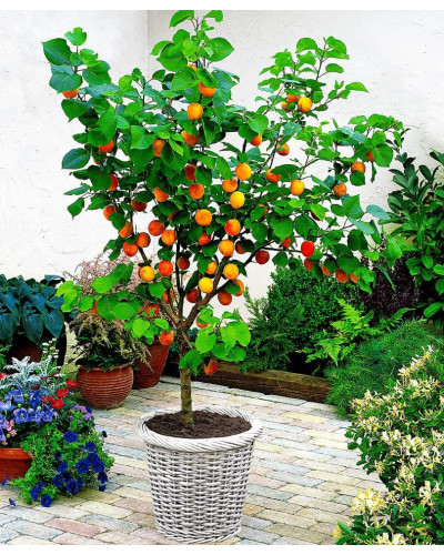 Абрикос Мелітопольський ранній | Абрикос Мелитопольский ранний | Prunus armeniaca Melitopolskiy ranniy