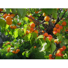 Абрикос Мелітопольський ранній | Абрикос Мелитопольский ранний | Prunus armeniaca Melitopolskiy ranniy