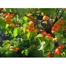 Абрикос Мелітопольський ранній | Абрикос Мелитопольский ранний | Prunus armeniaca Melitopolskiy ranniy