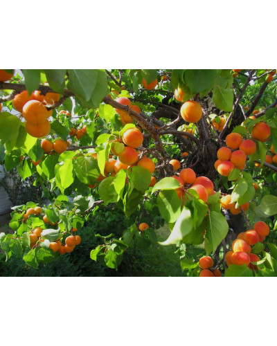 Абрикос Мелітопольський ранній | Абрикос Мелитопольский ранний | Prunus armeniaca Melitopolskiy ranniy