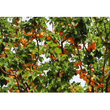 Абрикос Мелітопольський ранній | Абрикос Мелитопольский ранний | Prunus armeniaca Melitopolskiy ranniy