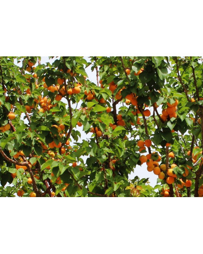 Абрикос Мелітопольський ранній | Абрикос Мелитопольский ранний | Prunus armeniaca Melitopolskiy ranniy