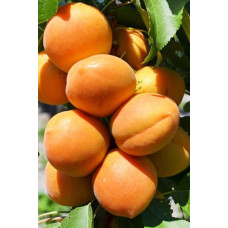 Абрикос колоновидний Принц Март | Prunus columnar Prince Mart | Абрикос колоновидный Принц Март