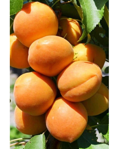 Абрикос колоновидний Принц Март | Prunus columnar Prince Mart | Абрикос колоновидный Принц Март