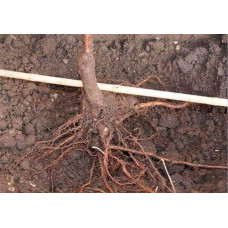 Абрикос колоновидний Принц Март | Prunus columnar Prince Mart | Абрикос колоновидный Принц Март