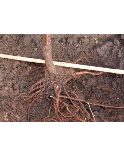 Абрикос колоновидний Принц Март | Prunus columnar Prince Mart | Абрикос колоновидный Принц Март