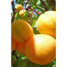 Абрикос колоновидний Ананасовий | Абрикос колонновидный Ананасовый | Prunus armeniaca columnar Аnanasovij
