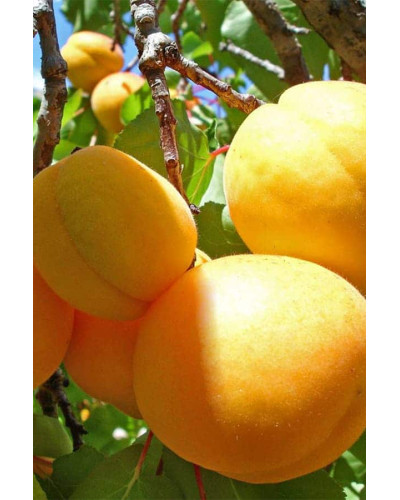 Абрикос колоновидний Ананасовий | Абрикос колонновидный Ананасовый | Prunus armeniaca columnar Аnanasovij