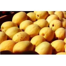 Абрикос колоновидний Ананасовий | Абрикос колонновидный Ананасовый | Prunus armeniaca columnar Аnanasovij