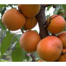 Абрикос Іюньський / Червневий ранній | Абрикос Іюньский ранний | Prunus armeniaca Yyunskyy ranniy