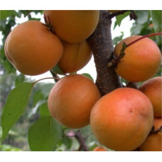 Абрикос Іюньський / Червневий ранній | Абрикос Іюньский ранний | Prunus armeniaca Yyunskyy ranniy