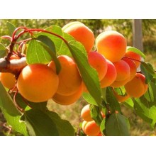 Абрикос Іюньський / Червневий ранній | Абрикос Іюньский ранний | Prunus armeniaca Yyunskyy ranniy