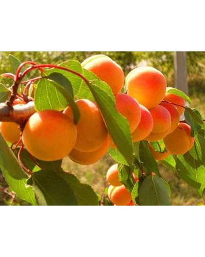 Абрикос Іюньський / Червневий ранній | Абрикос Іюньский ранний | Prunus armeniaca Yyunskyy ranniy