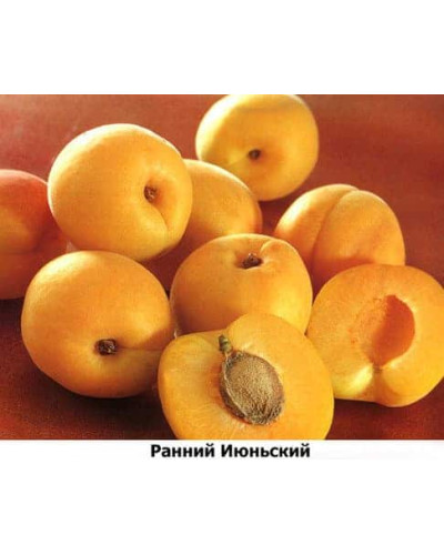 Абрикос Іюньський / Червневий ранній | Абрикос Іюньский ранний | Prunus armeniaca Yyunskyy ranniy