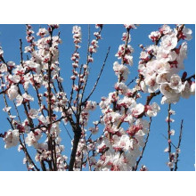 Абрикос Іюньський / Червневий ранній | Абрикос Іюньский ранний | Prunus armeniaca Yyunskyy ranniy