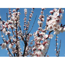 Абрикос Іюньський / Червневий ранній | Абрикос Іюньский ранний | Prunus armeniaca Yyunskyy ranniy