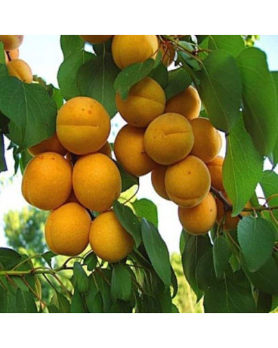 Абрикос Іюньський / Червневий ранній | Абрикос Іюньский ранний | Prunus armeniaca Yyunskyy ranniy