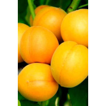 Абрикос Ананасовий Шалах | Абрикос Ананасный Шалах | Prunus armeniaca Pineapple Shalah