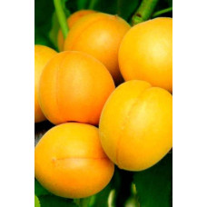 Абрикос Ананасовий Шалах | Абрикос Ананасный Шалах | Prunus armeniaca Pineapple Shalah