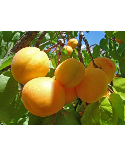 Абрикос Ананасовий Шалах | Абрикос Ананасный Шалах | Prunus armeniaca Pineapple Shalah