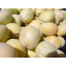 Абрикос Ананасовий Шалах | Абрикос Ананасный Шалах | Prunus armeniaca Pineapple Shalah