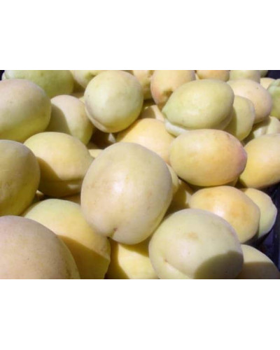 Абрикос Ананасовий Шалах | Абрикос Ананасный Шалах | Prunus armeniaca Pineapple Shalah