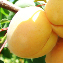 Абрикос Ананасовий Шалах | Абрикос Ананасный Шалах | Prunus armeniaca Pineapple Shalah