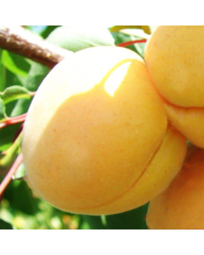 Абрикос Ананасовий Шалах | Абрикос Ананасный Шалах | Prunus armeniaca Pineapple Shalah