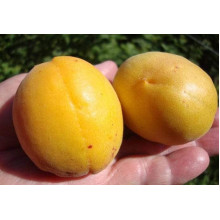 Абрикос Ананасовий Шалах | Абрикос Ананасный Шалах | Prunus armeniaca Pineapple Shalah