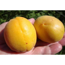 Абрикос Ананасовий Шалах | Абрикос Ананасный Шалах | Prunus armeniaca Pineapple Shalah
