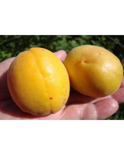 Абрикос Ананасовий Шалах | Абрикос Ананасный Шалах | Prunus armeniaca Pineapple Shalah
