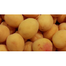 Абрикос Ананасовий Шалах | Абрикос Ананасный Шалах | Prunus armeniaca Pineapple Shalah