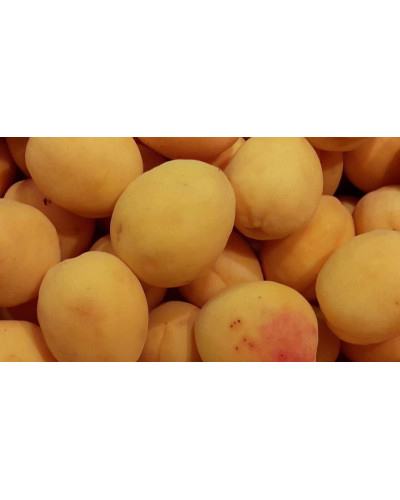 Абрикос Ананасовий Шалах | Абрикос Ананасный Шалах | Prunus armeniaca Pineapple Shalah